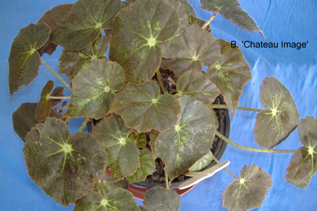 B. ‘Chateau Image’
